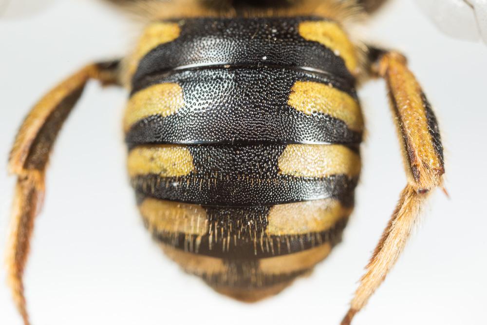 Anthidium florentinum (Fabricius, 1775)