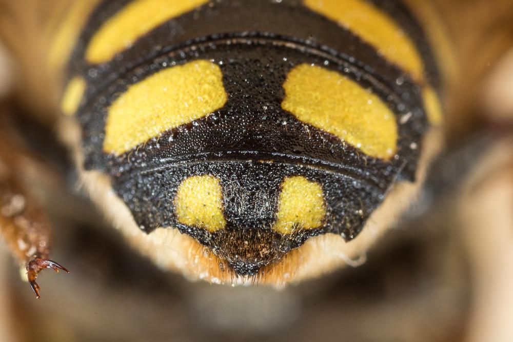 Anthidium florentinum (Fabricius, 1775)