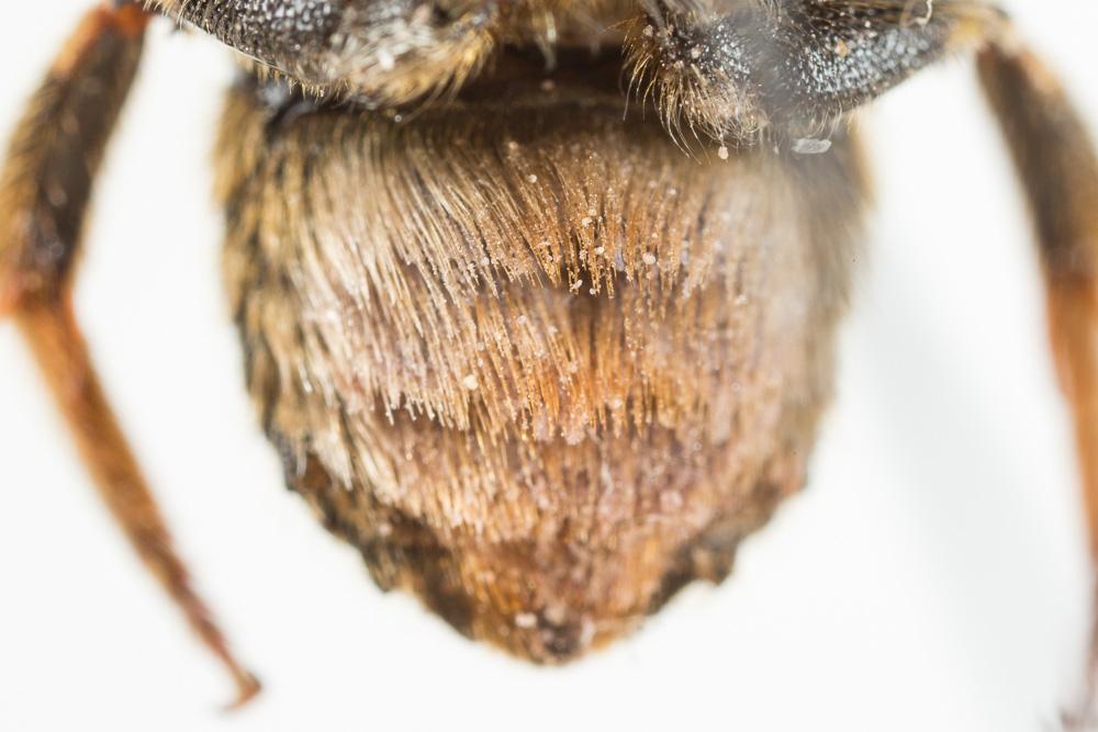 Anthidium florentinum (Fabricius, 1775)