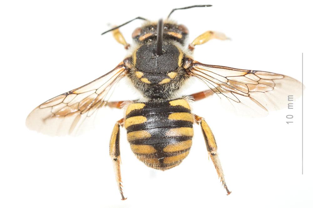 Abeille cotonnière, Anthidie cotonnière Anthidium manicatum (Linnaeus, 1758)