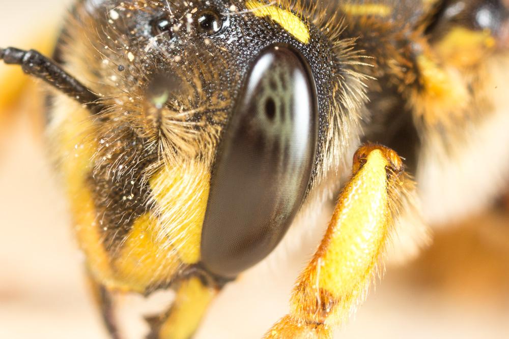 Abeille cotonnière, Anthidie cotonnière Anthidium manicatum (Linnaeus, 1758)