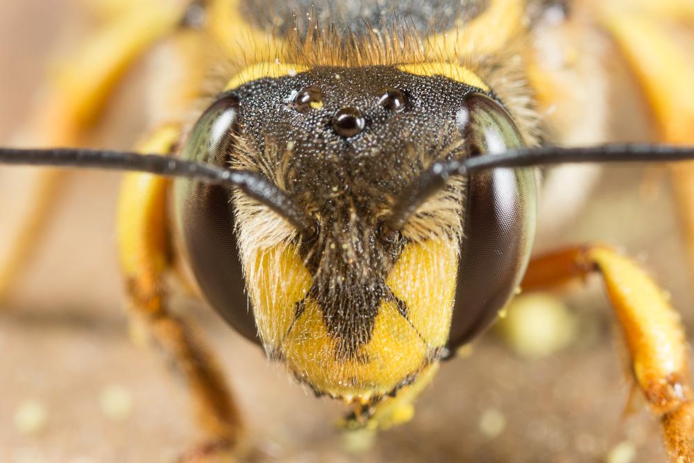 Abeille cotonnière, Anthidie cotonnière Anthidium manicatum (Linnaeus, 1758)