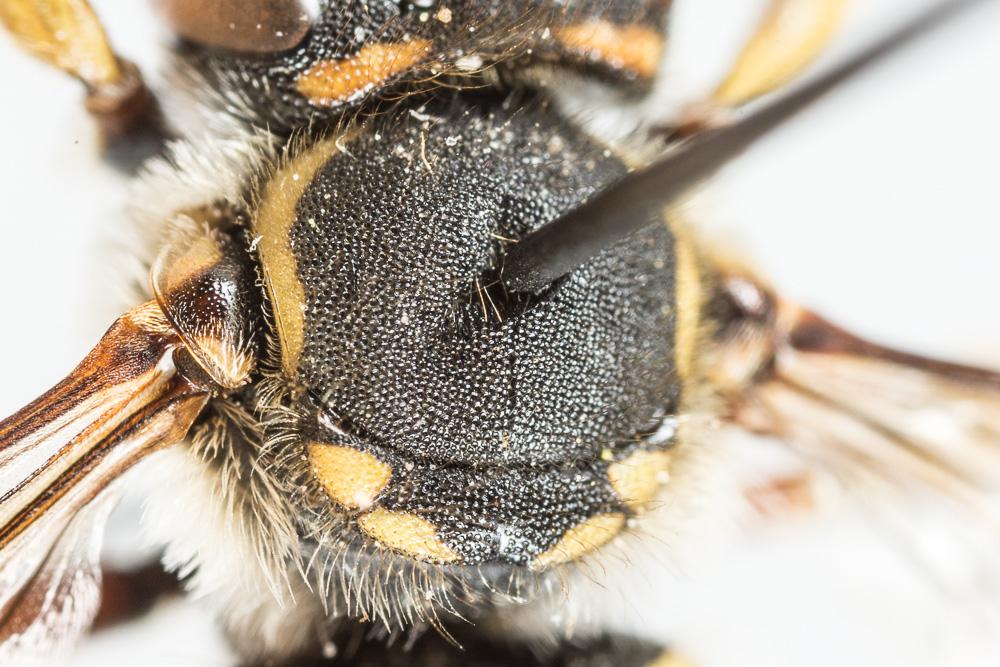 Abeille cotonnière, Anthidie cotonnière Anthidium manicatum (Linnaeus, 1758)