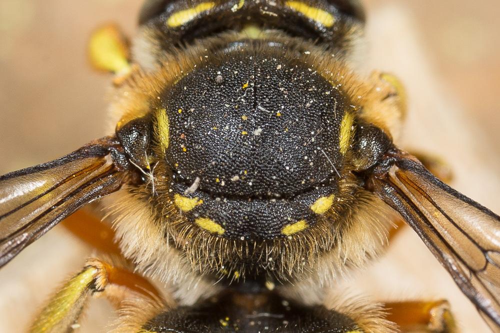 Abeille cotonnière, Anthidie cotonnière Anthidium manicatum (Linnaeus, 1758)