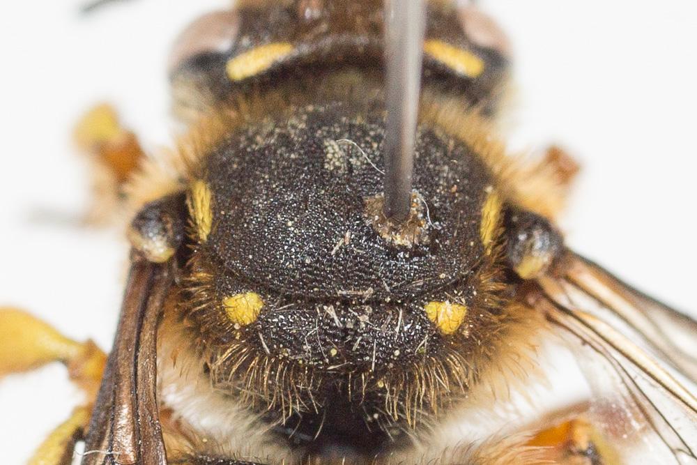 Abeille cotonnière, Anthidie cotonnière Anthidium manicatum (Linnaeus, 1758)