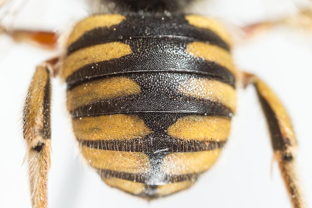 Abeille cotonnière, Anthidie cotonnière Anthidium manicatum (Linnaeus, 1758)