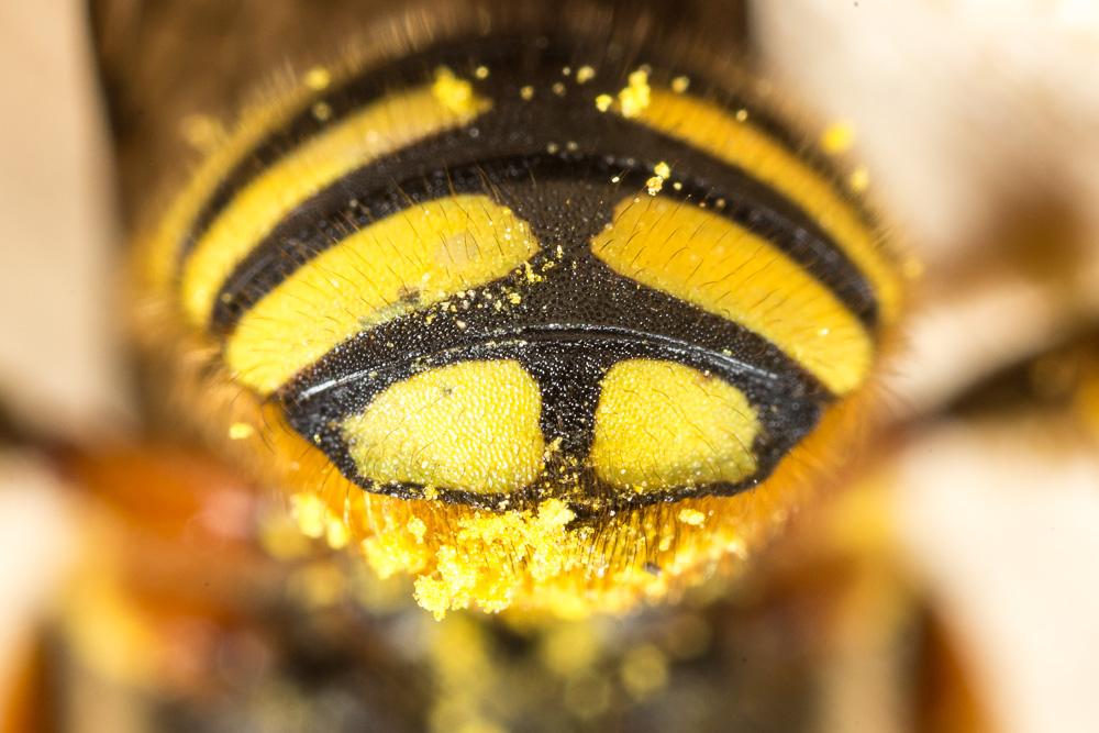 Abeille cotonnière, Anthidie cotonnière Anthidium manicatum (Linnaeus, 1758)