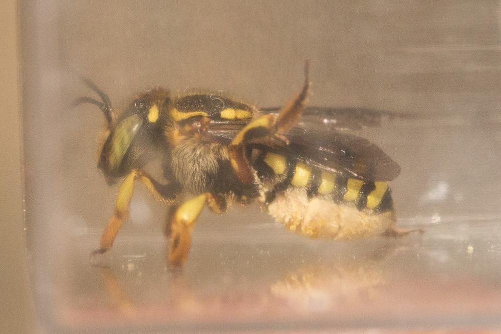 Anthidium loti Perris, 1852
