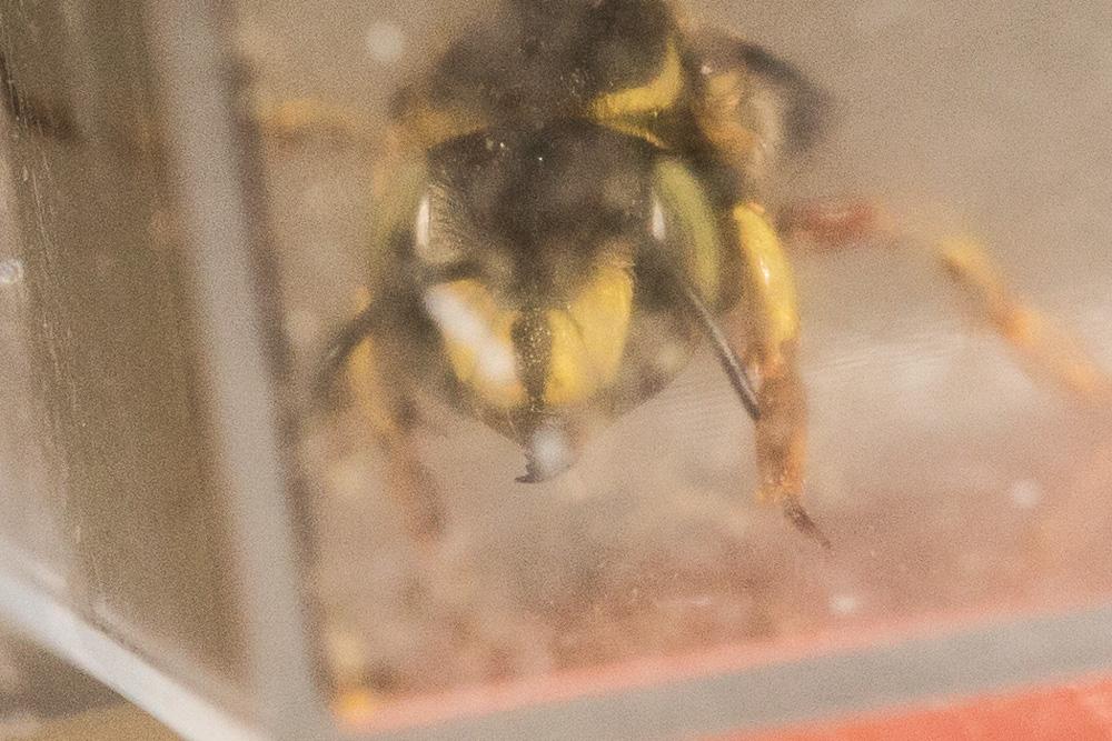  Anthidium loti Perris, 1852