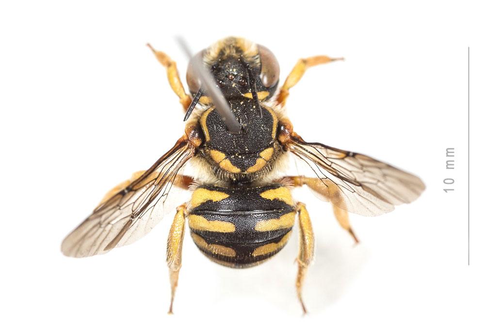  Anthidium loti Perris, 1852