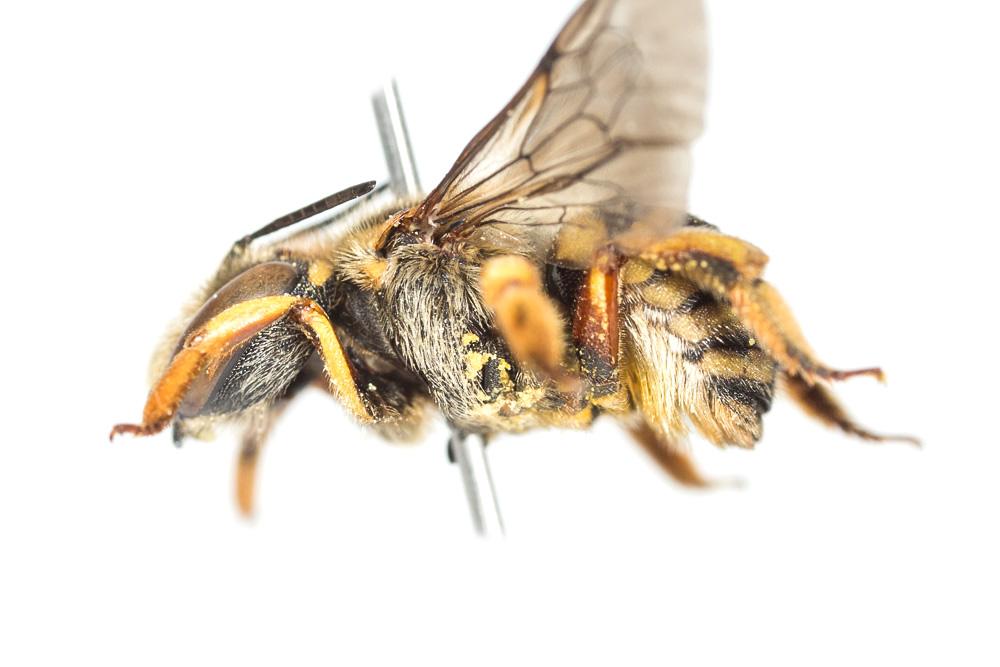  Anthidium loti Perris, 1852