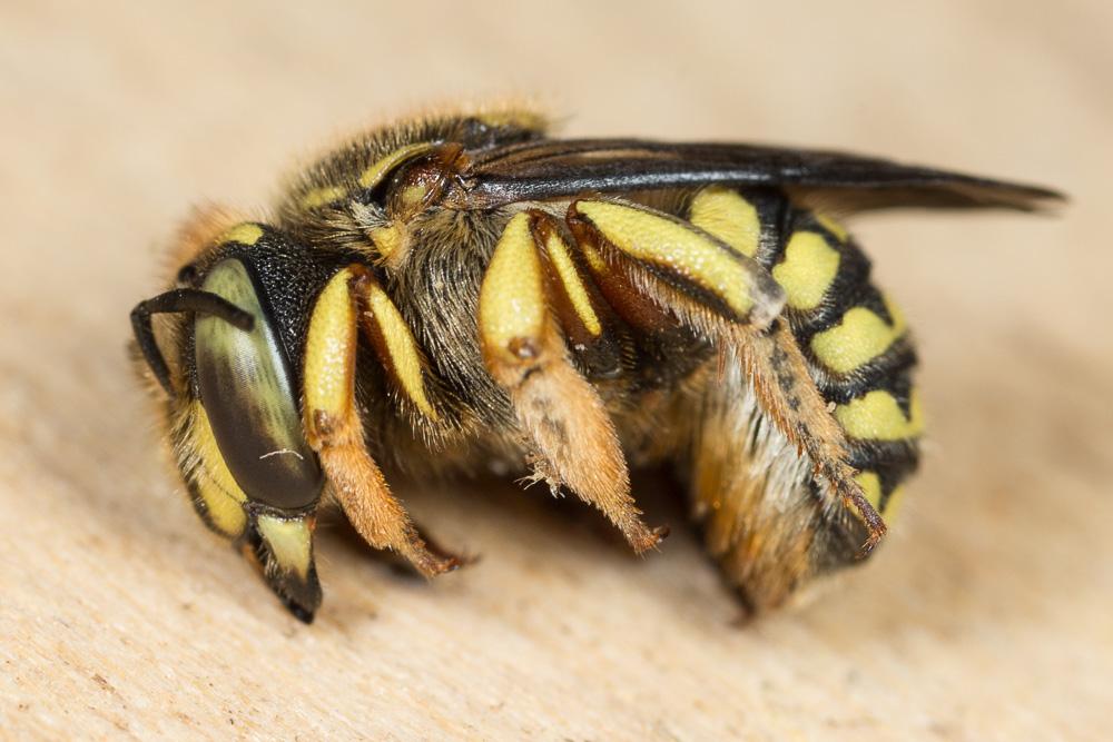  Anthidium loti Perris, 1852