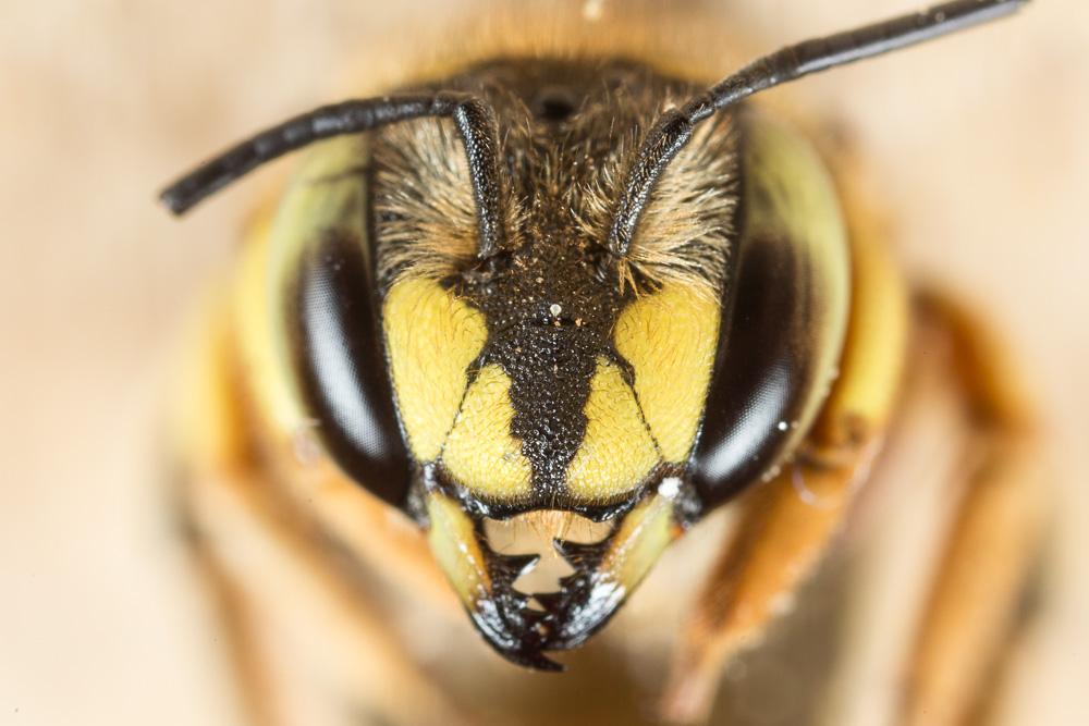  Anthidium loti Perris, 1852
