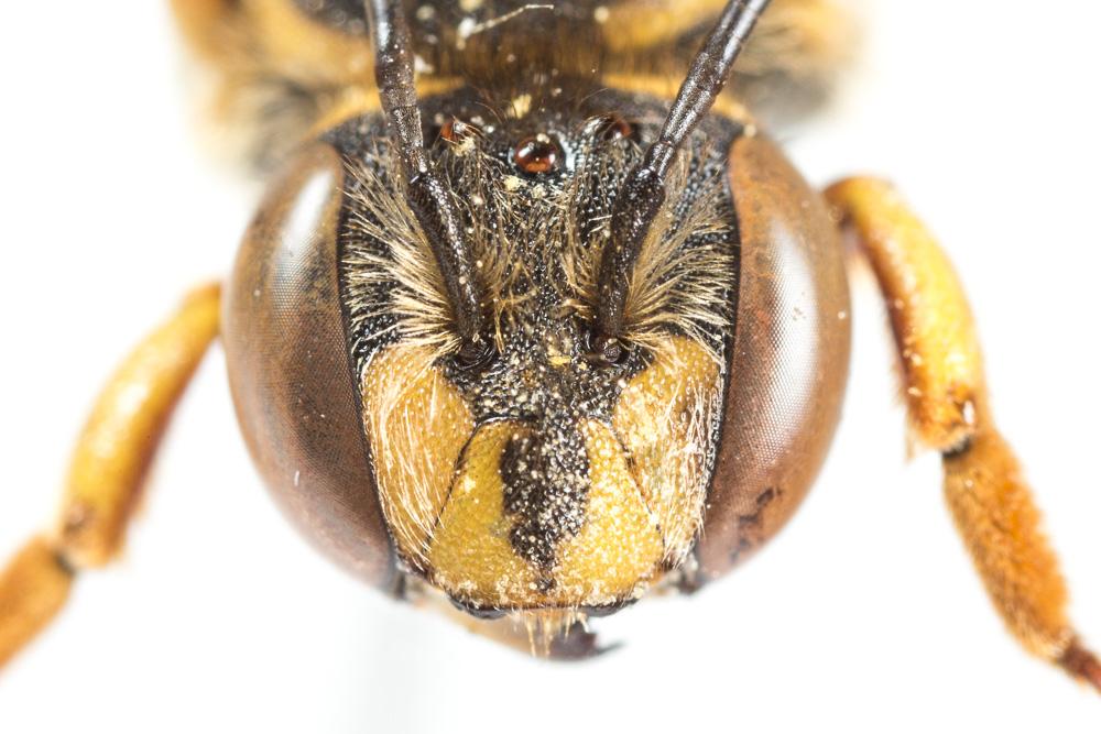 Anthidium loti Perris, 1852
