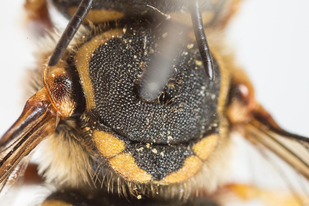 Anthidium loti Perris, 1852