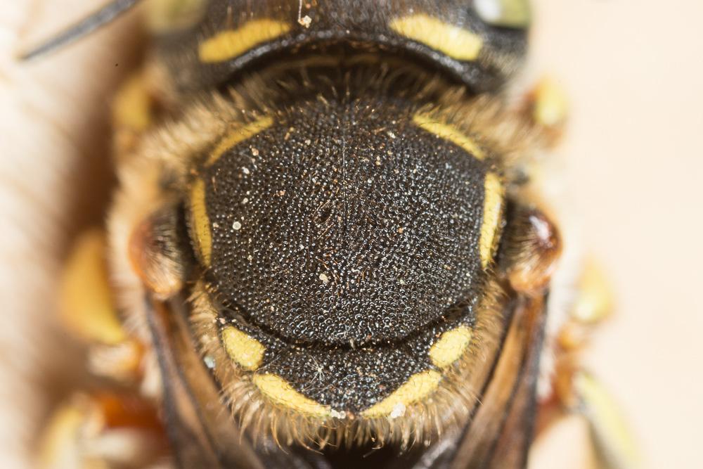  Anthidium loti Perris, 1852