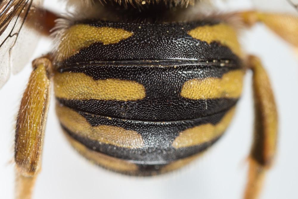  Anthidium loti Perris, 1852