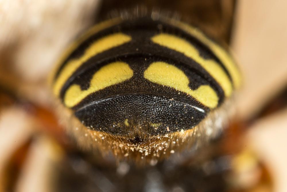 Anthidium loti Perris, 1852