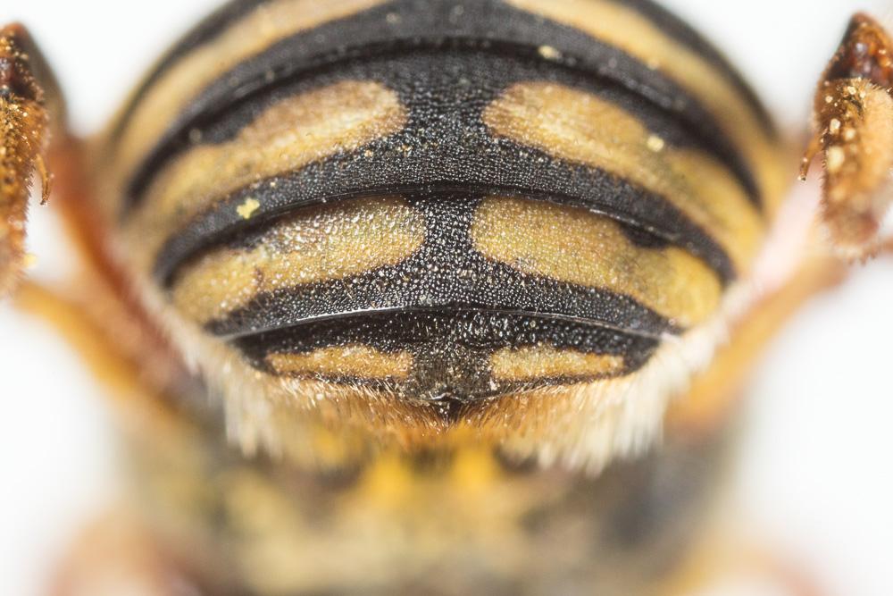  Anthidium loti Perris, 1852