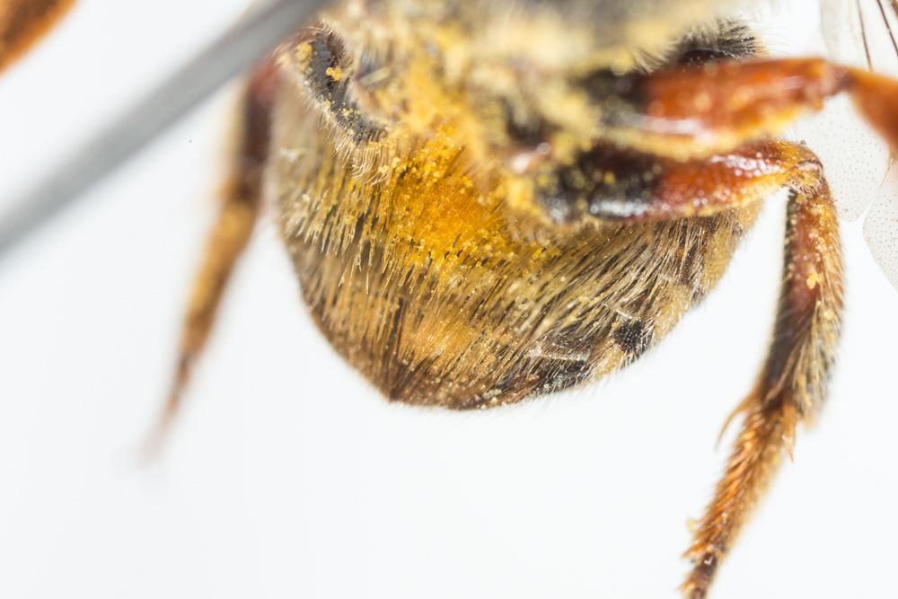  Anthidium loti Perris, 1852