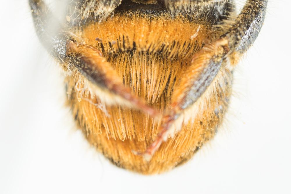  Anthidium montanum Morawitz, 1864
