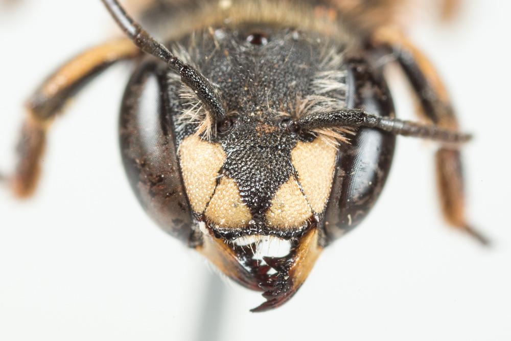 Anthidium taeniatum Latreille, 1809