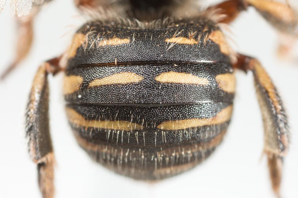  Anthidium taeniatum Latreille, 1809