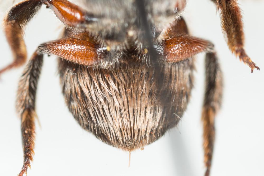 Anthidium taeniatum Latreille, 1809