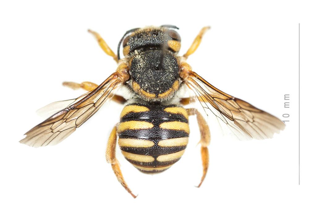  Icteranthidium grohmanni (Spinola, 1838)