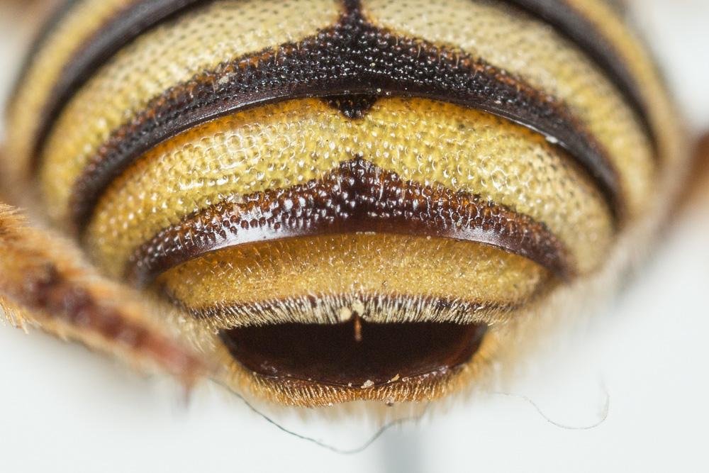  Icteranthidium grohmanni (Spinola, 1838)