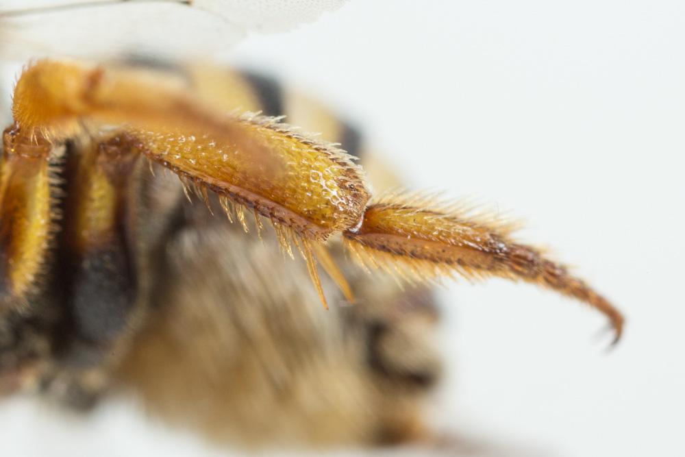 Icteranthidium grohmanni (Spinola, 1838)