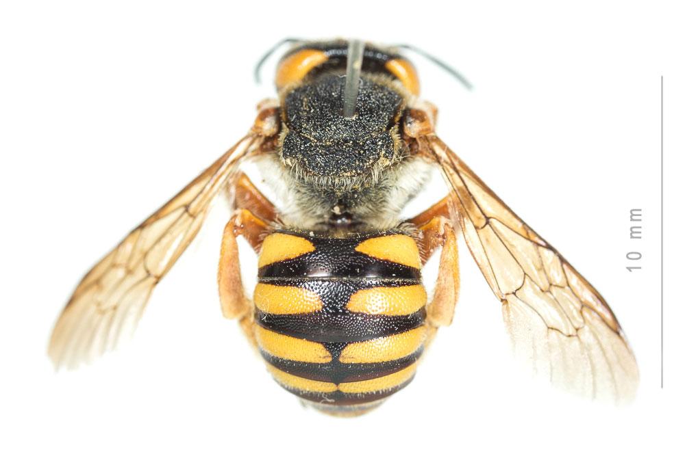  Icteranthidium laterale (Latreille, 1809)