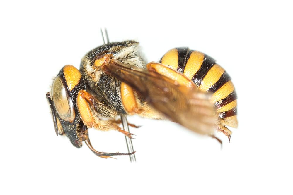 Icteranthidium laterale (Latreille, 1809)