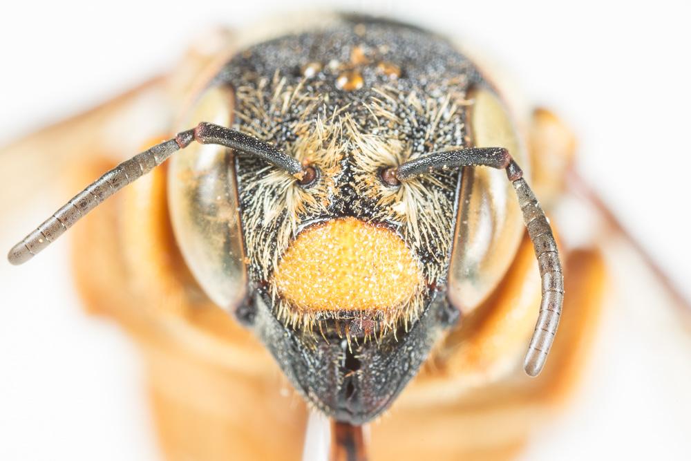 Icteranthidium laterale (Latreille, 1809)