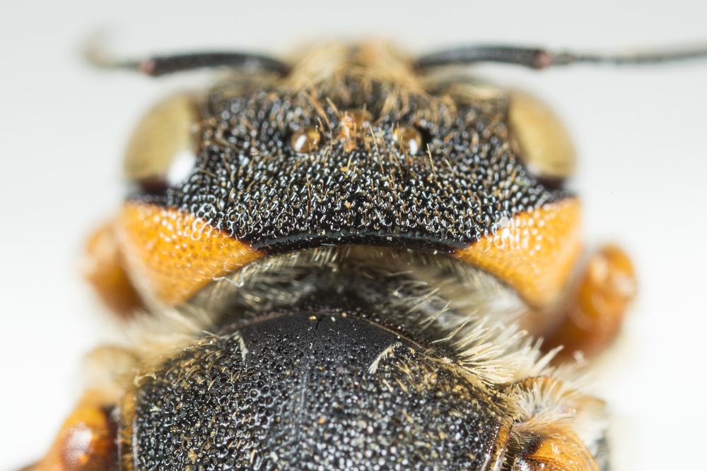  Icteranthidium laterale (Latreille, 1809)