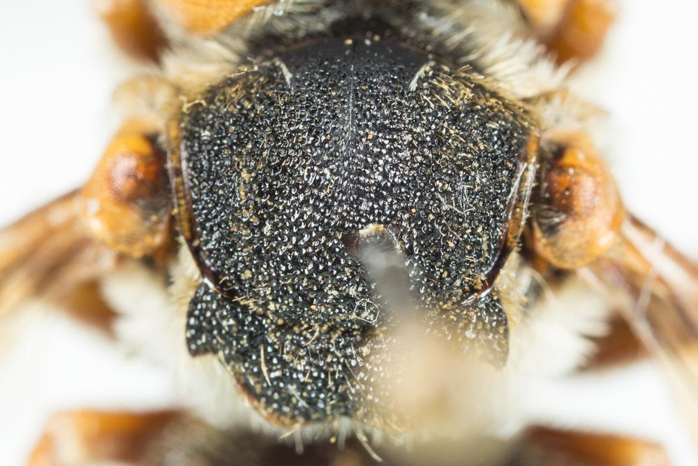 Icteranthidium laterale (Latreille, 1809)