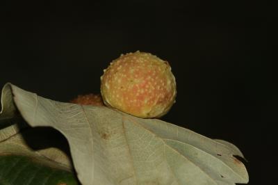  Cynips quercusfolii Linnaeus, 1758