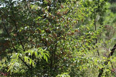 Charme houblon, Bois-de-fer Ostrya carpinifolia Scop., 1772