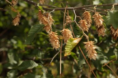 Charme houblon, Bois-de-fer Ostrya carpinifolia Scop., 1772