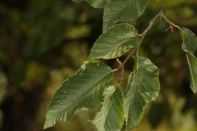 Charme houblon, Bois-de-fer Ostrya carpinifolia Scop., 1772