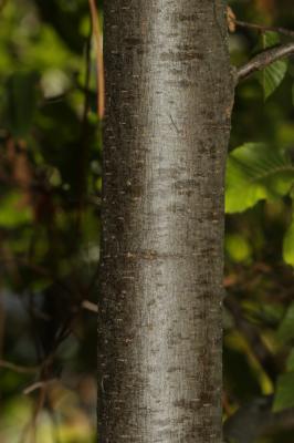Charme houblon, Bois-de-fer Ostrya carpinifolia Scop., 1772