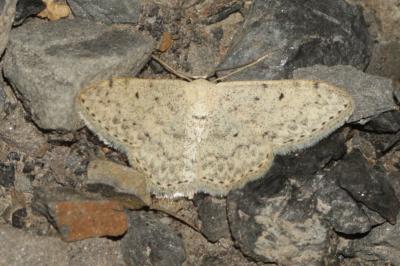 Frange picotée (La), Acidalie picotée (L') Scopula marginepunctata (Goeze, 1781)