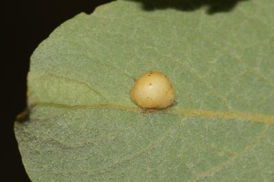  Euura pedunculi (Hartig, 1837)