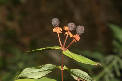 Millepertuis Androsème Hypericum androsaemum L., 1753