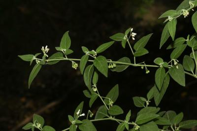 Morelle faux chénopode, Morelle sublobée Solanum chenopodioides Lam., 1794