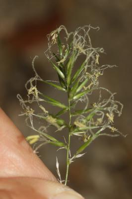 Flouve odorante Anthoxanthum odoratum L., 1753