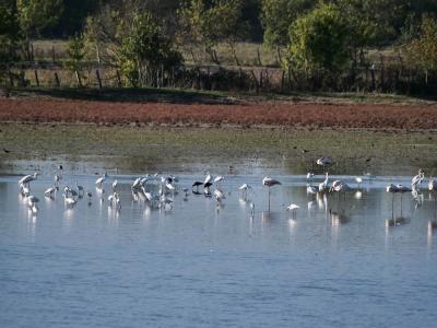 Aigrette garzette Egretta garzetta (Linnaeus, 1766)