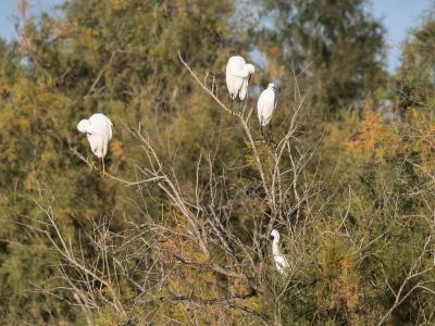 Aigrette garzette Egretta garzetta (Linnaeus, 1766)