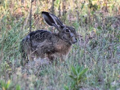 Lièvre d'Europe Lepus europaeus Pallas, 1778