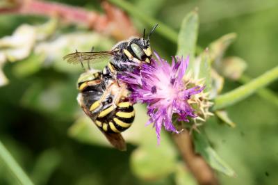  Anthidium diadema Latreille, 1809